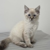 Lynx point Ragdoll Ragamese