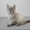 Lynx point Ragdoll Ragamese