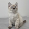 Lynx point Ragdoll Ragamese