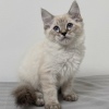 Lynx point Ragdoll Ragamese