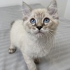 Lynx point Ragdoll Ragamese