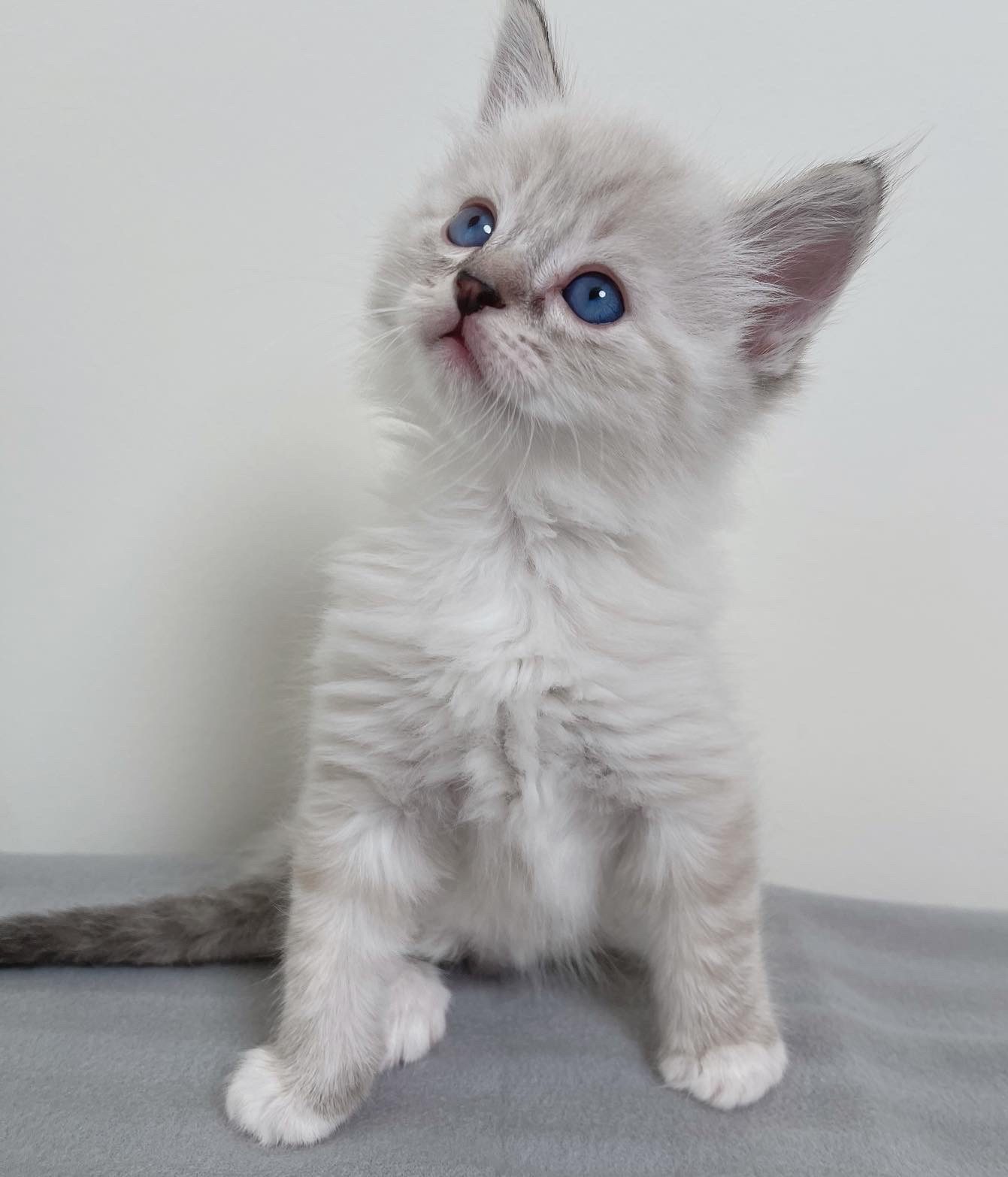 lynx point Ragamese ragdoll