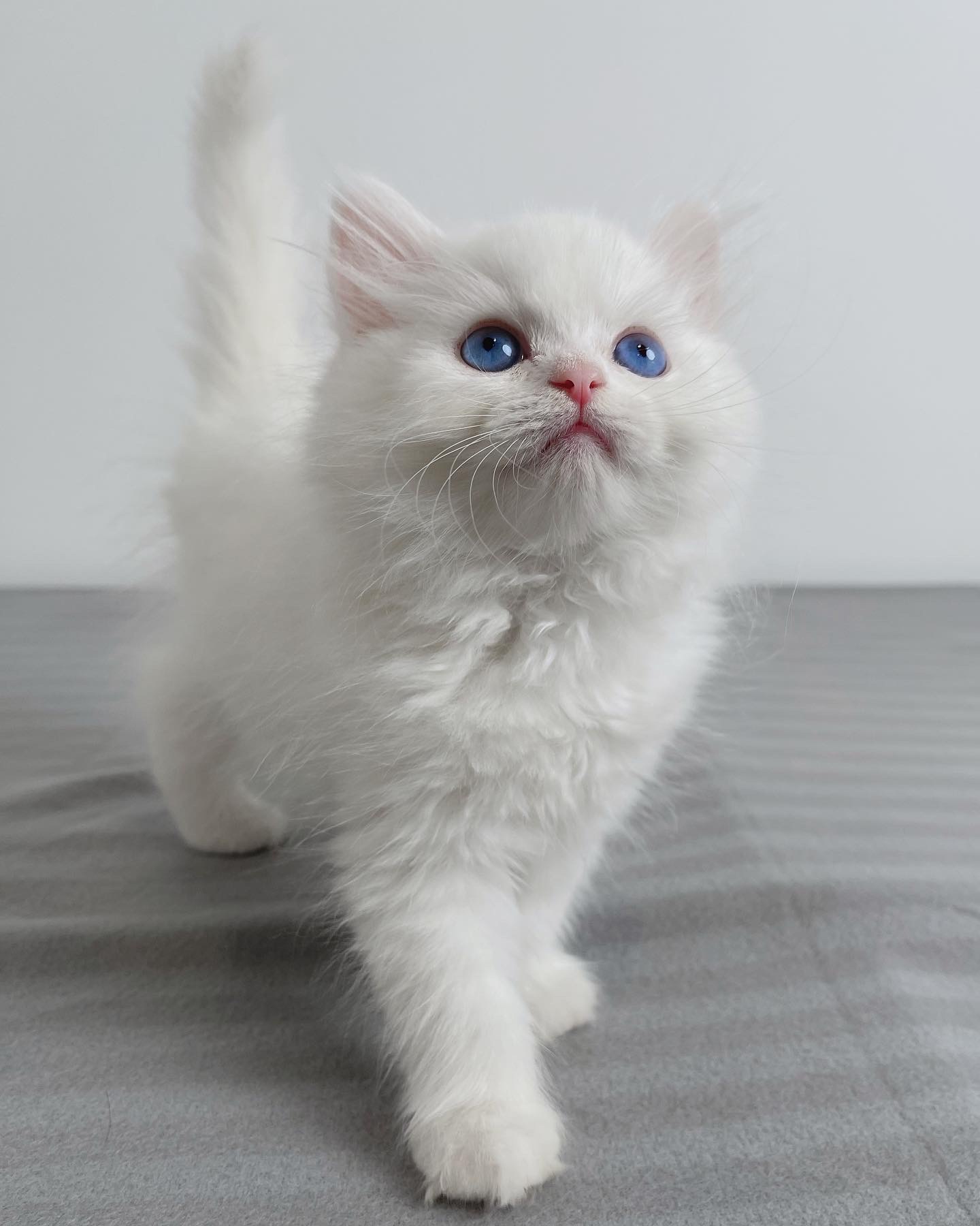 white persian