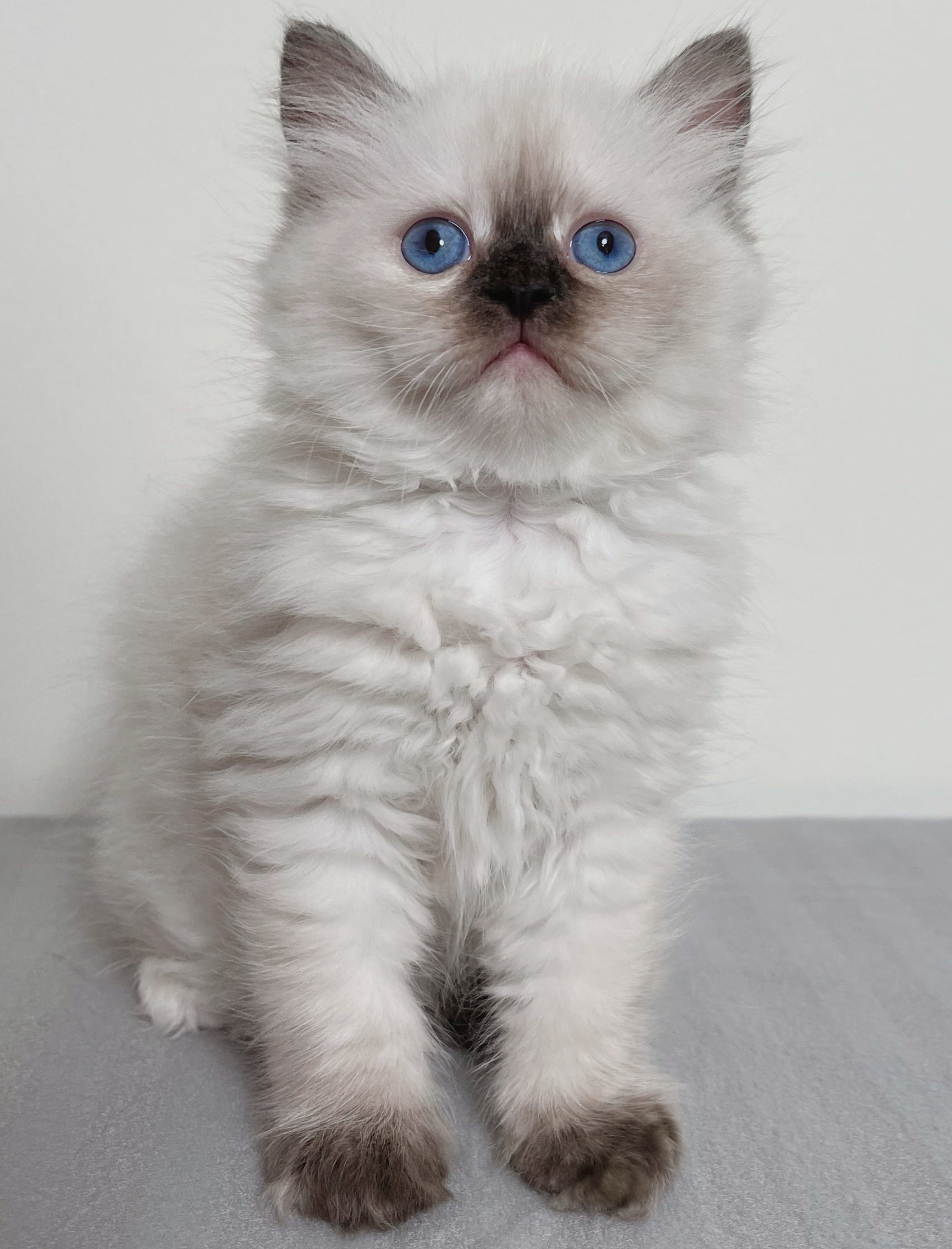 seal point Himalayan Persian