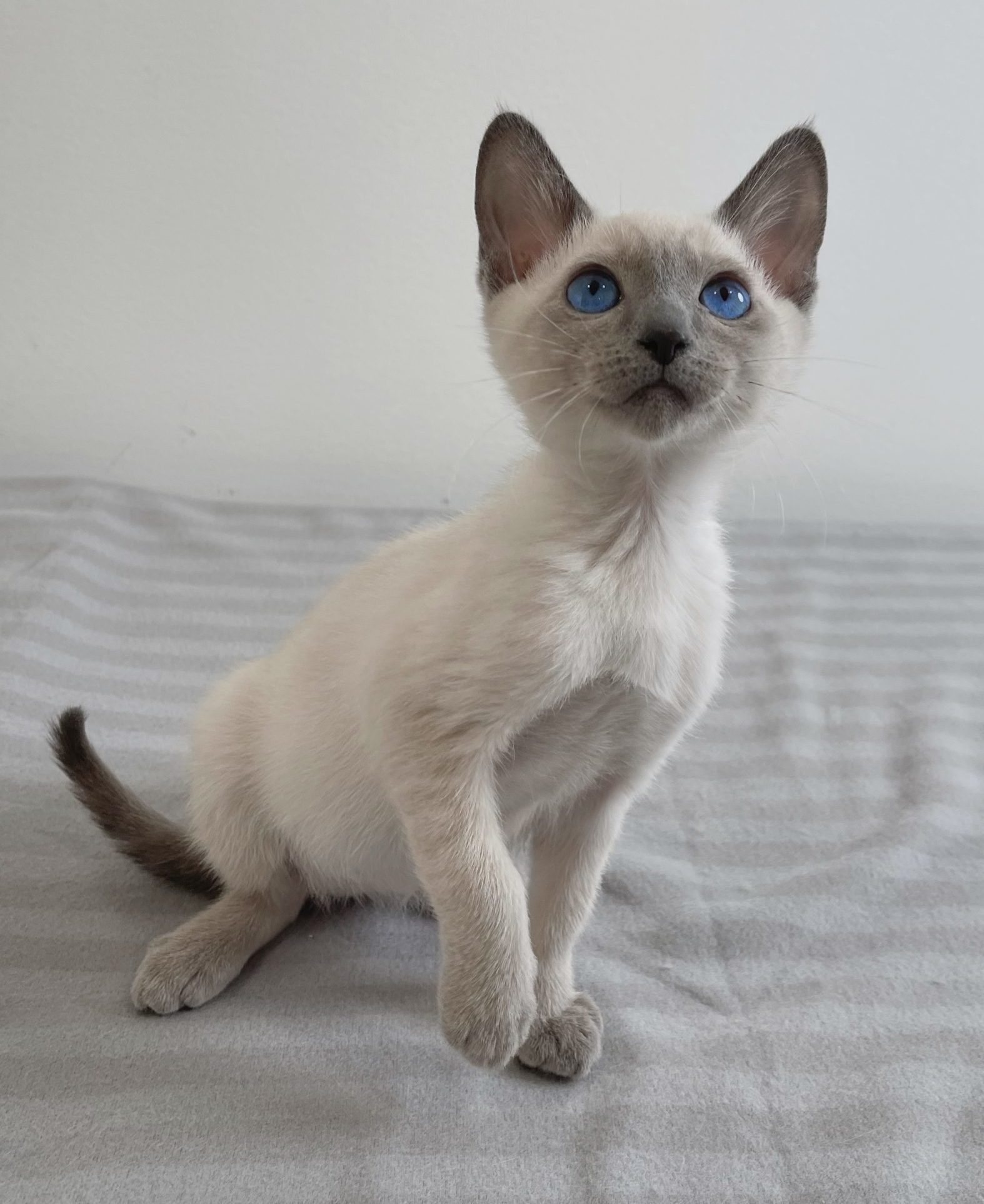 blue point siamese